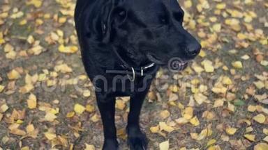 一只黑色的大<strong>狗</strong>站在公园里黄色的树叶上，呼吸着，推着舌头。 4K，3840x2160。 <strong>高清高清</strong>